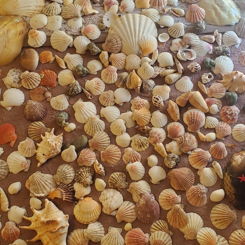 Real sea shells - Picture 9 of 13